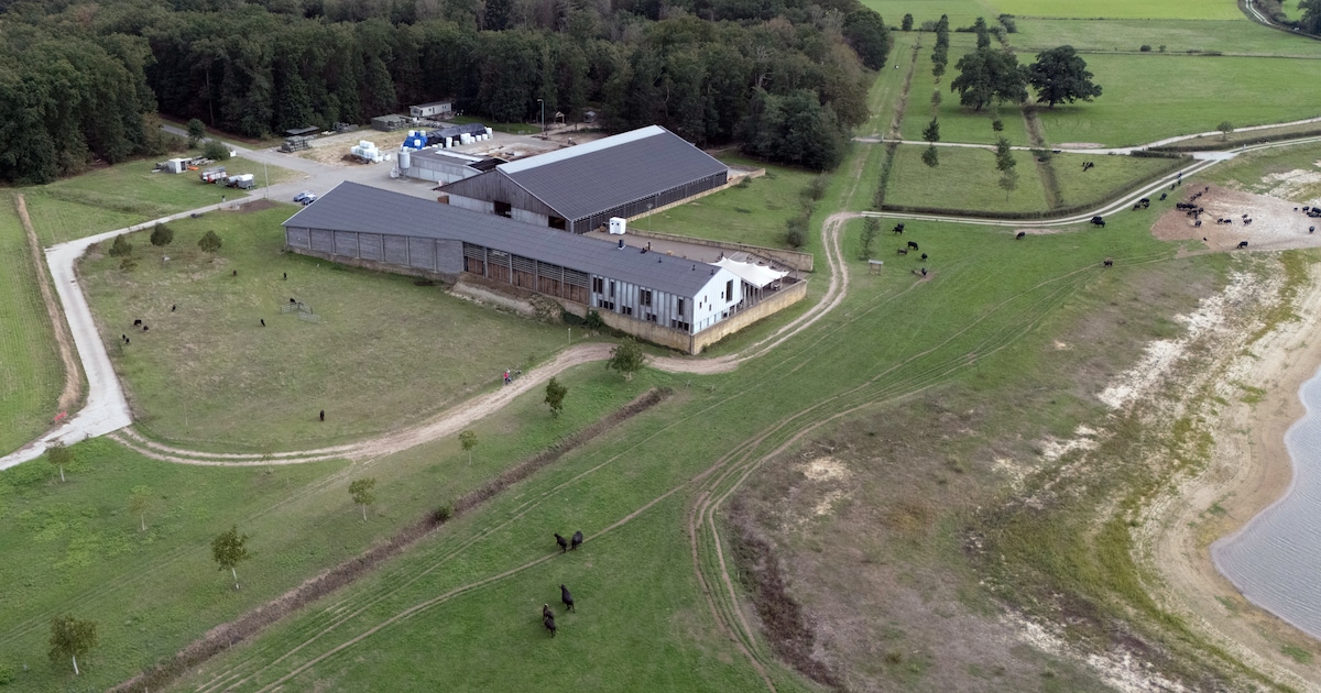 Populariteit van ‘leukste buffelboerderij van het land’ loopt uit de hand: ‘Soms gevaarlijk op het e