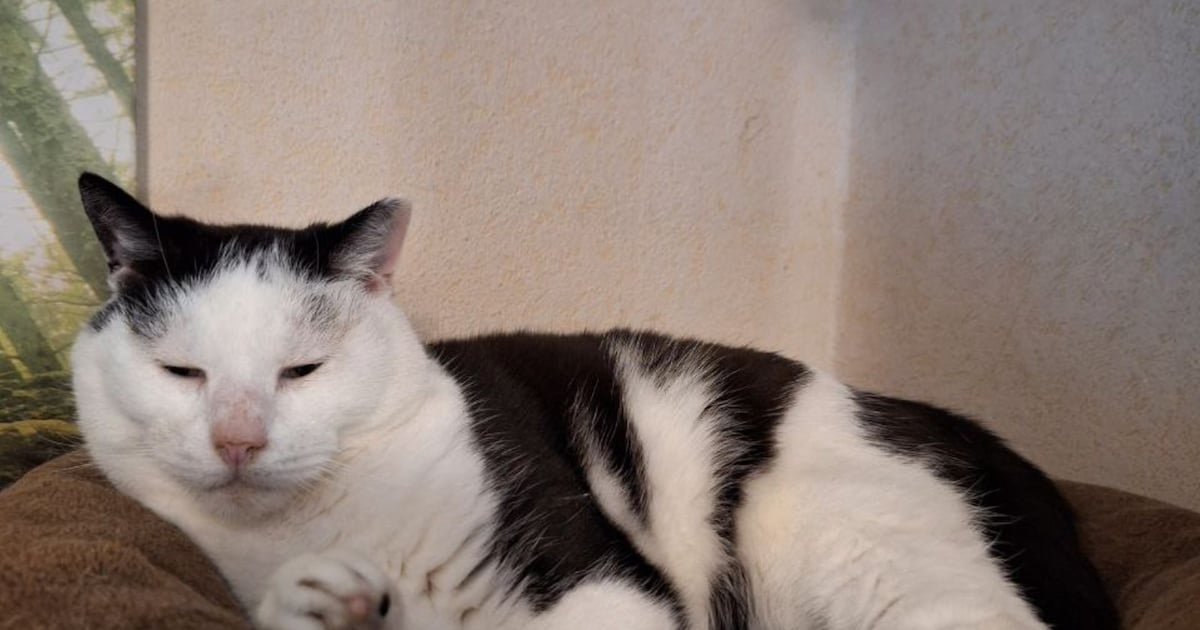 Heb jij Uno gezien? Dit huisdier wordt in Dronten vermist