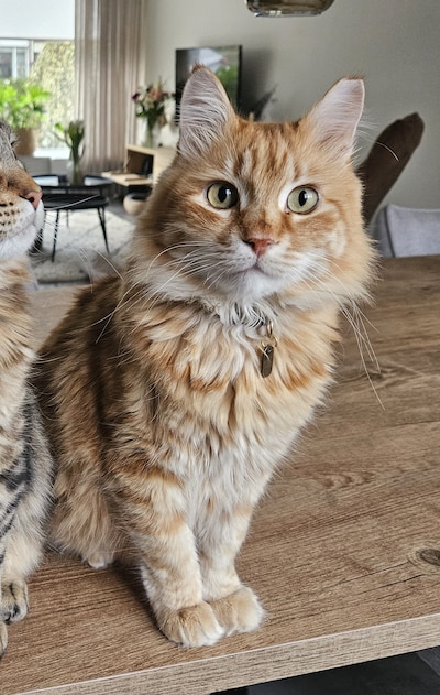 Heb jij Bobbie of Noortje gezien? Deze twee huisdieren worden in Putten vermist