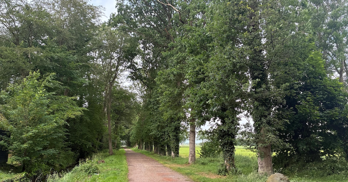 Karakteristieke bomenlaan in Vollenhove op de schop, Stichting Oldenhof werkt aan herstel