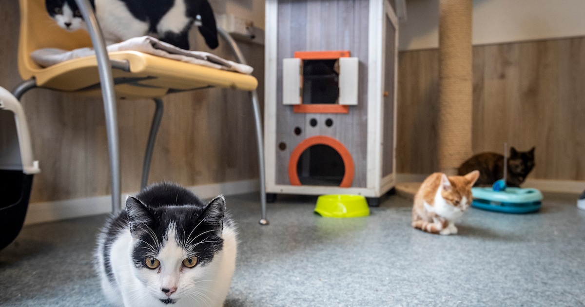 Ze hoopt een kitten weg te geven, dan staat de politie voor de deur: ‘Poep zat tegen de randen van d