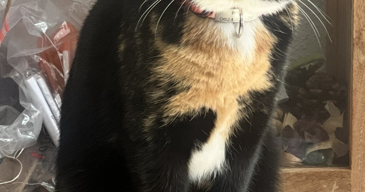 Heb jij Bitsy of Pim gezien? Deze twee huisdieren worden in Ommen vermist