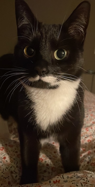 Heb jij Mia, Gino of Luna gezien? Deze drie huisdieren worden in Zutphen vermist