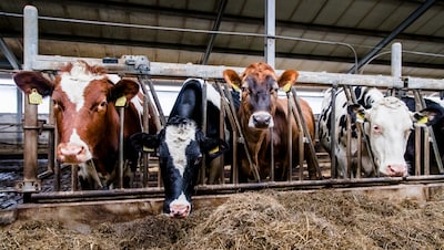 Justitie verdenkt boer van fraude met uitstoot en eist in de rechtszaal 30.000 euro terug