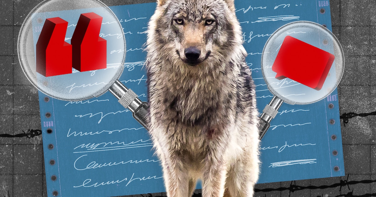 Nee, een boer verdient niet méér aan een dood schaap: dit klopt er van de wolvenverhalen