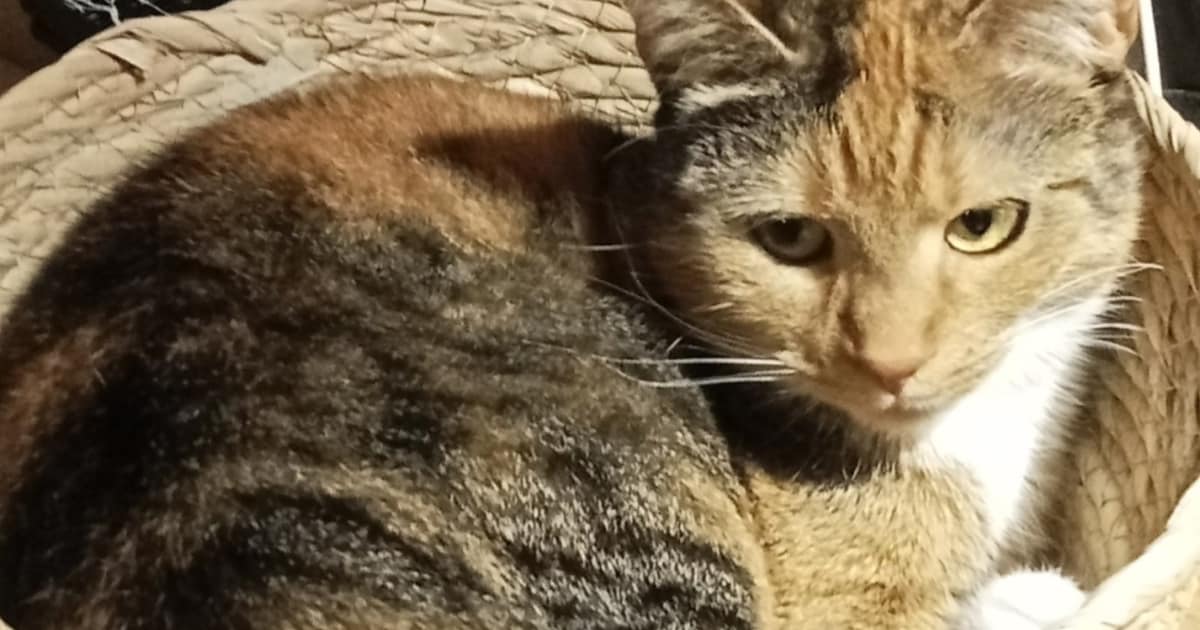 Heb jij Sterre gezien? Dit huisdier wordt in Zutphen vermist