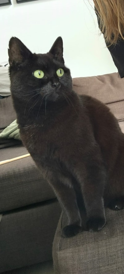 Heb jij Noura of Peanut gezien? Deze twee huisdieren worden in Steenwijkerland vermist