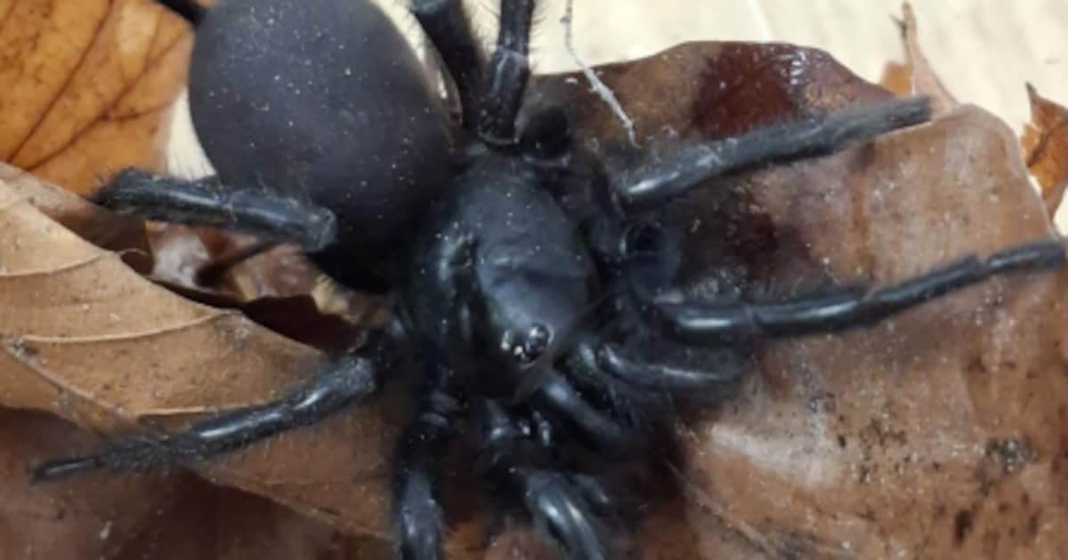 Jessica trekt de hoes van haar tuinset en staat oog in oog met een spin zo groot als haar hand