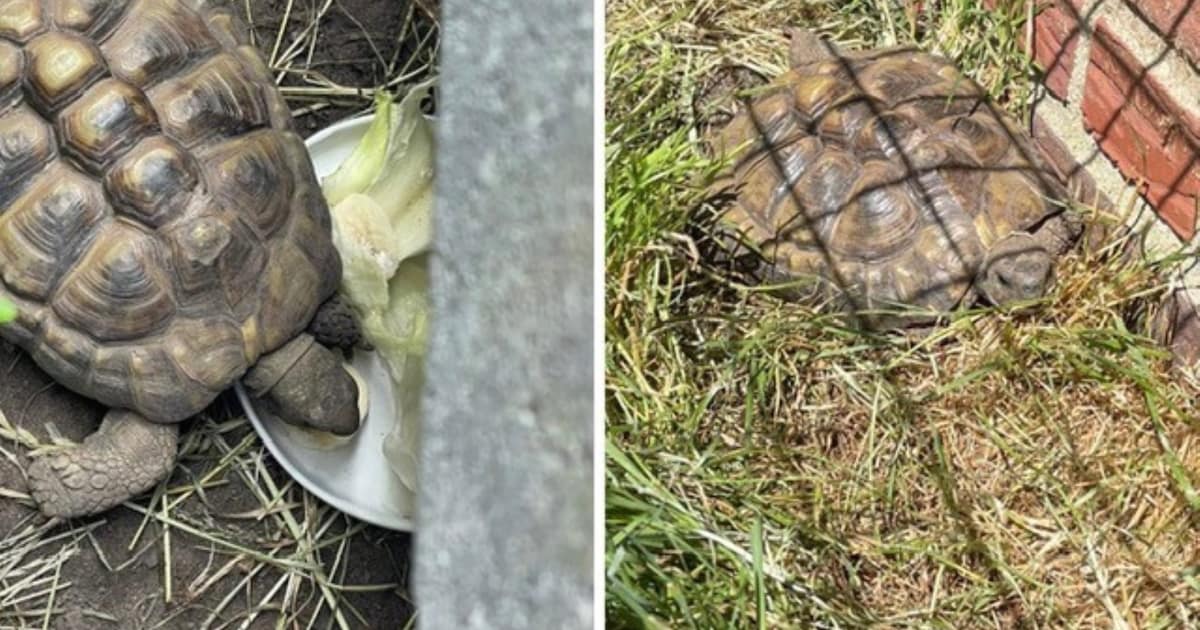 Heb jij Kleine gezien? Dit huisdier wordt in Brummen vermist
