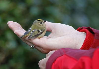 Vogeltje gevonden in Zwolle? Dit moet je wel (en niet) doen volgens Vogelbescherming