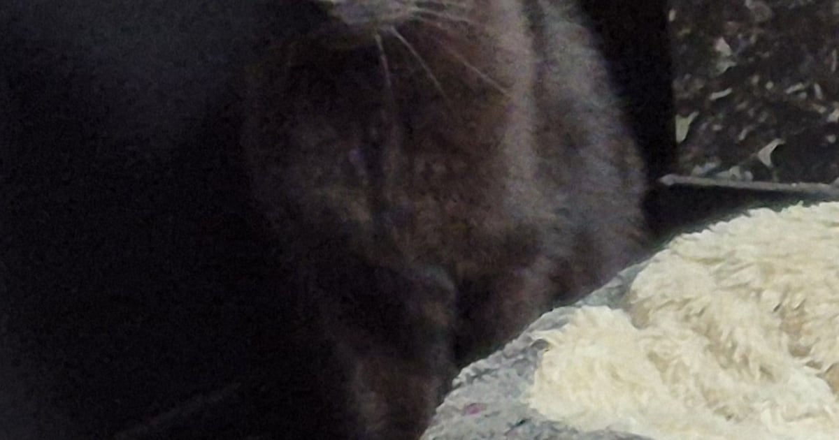 Heb jij Zazu, Jokie of Dunya gezien? Deze drie huisdieren worden in Raalte vermist