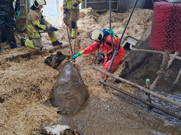 Met touwen kunnen de koeien met veel moeite uit de kelder gehaald worden.