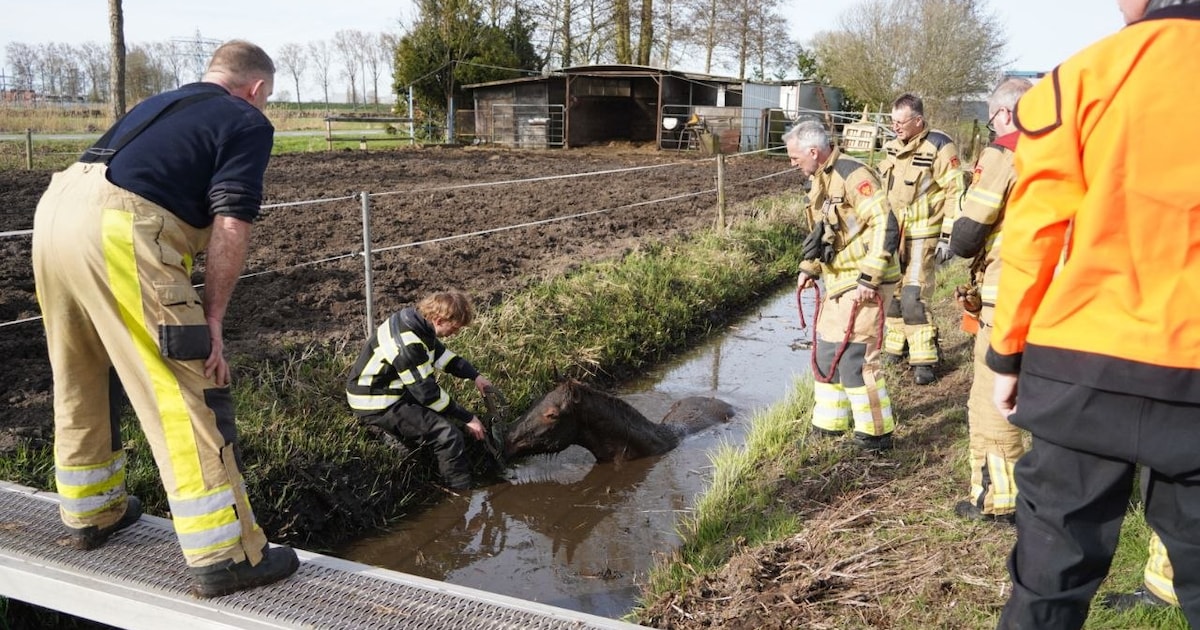 Brandweer redt paard uit modderige sloot in Zwartsluis