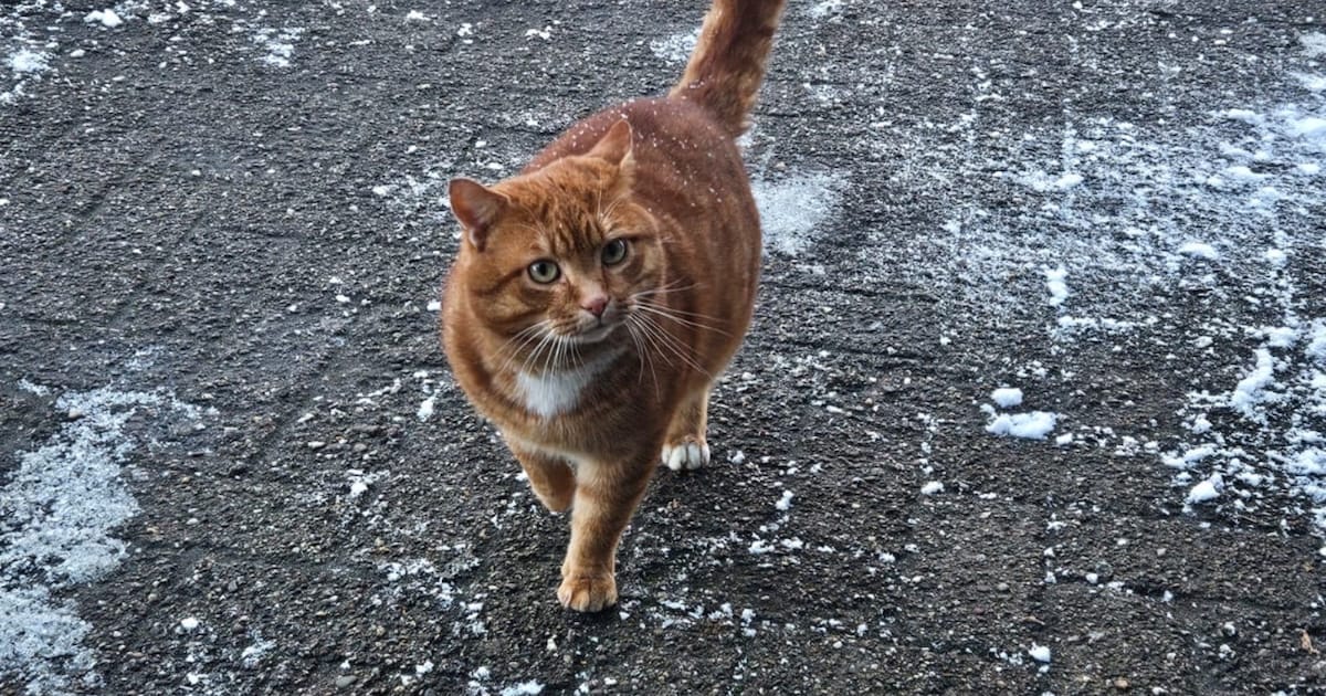 Heb jij Freddy gezien? Dit huisdier wordt in Heerde vermist