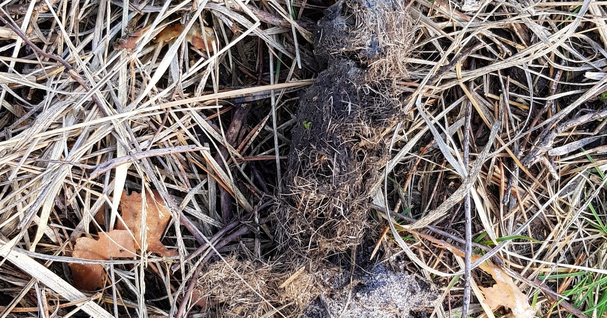Is deze harige drol in de bossen bij Uddel van een wolf? | Regio | De ...