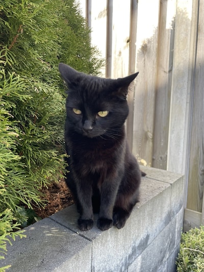 Heb jij Missy, Izzy of Flip gezien? Deze drie huisdieren worden in Hardenberg vermist
