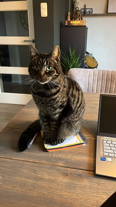Heb jij Mika gezien? Dit huisdier wordt in Putten vermist
