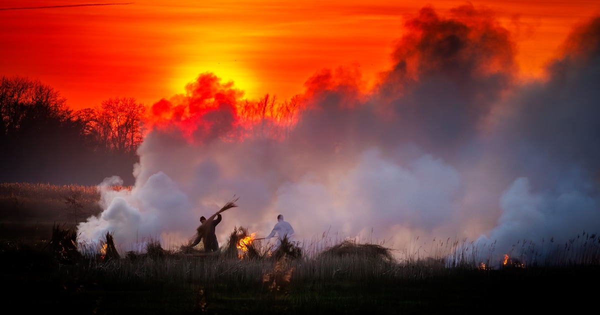 Rietsnijders slaan alarm: ‘Wij in de modder, zij op kantoor’