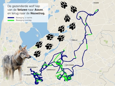 Primeur: zo wandelde en zwom de eerste ‘gps-wolf’ 2500 kilometer door Nederland