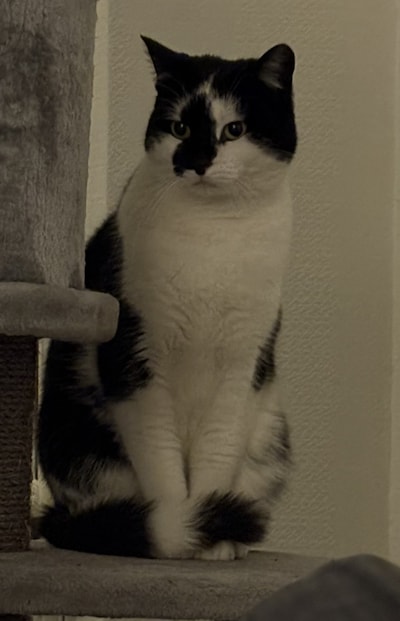 Heb jij Carmen of Evi gezien? Deze twee huisdieren worden in Steenwijkerland vermist