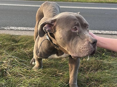 Uitgehongerde hond Jack werd gedumpt door zijn baasje: dit is de straf voor de man (37) uit Putten