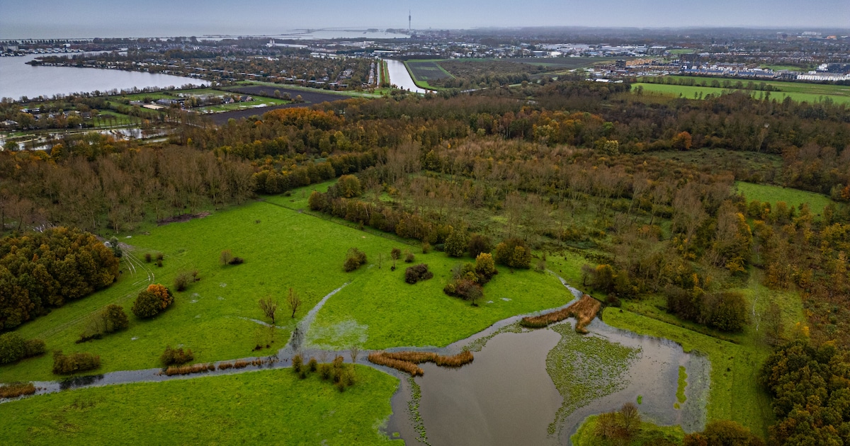 Gemeente ziet geen probleem, maar buurt in Lelystad wel: ‘Camping past niet in de natuur’
