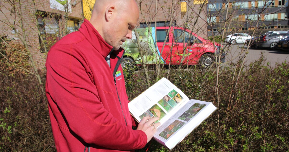 Inwoners van Emmeloord helpen mee aan onderzoek naar nachtvlinders in eigen tuin