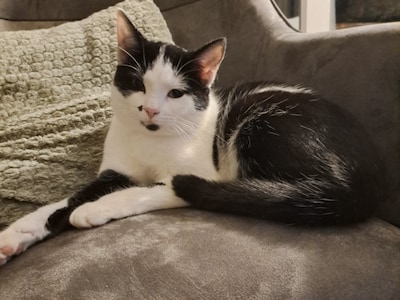 Heb jij Miep gezien? Dit huisdier wordt in Epe vermist