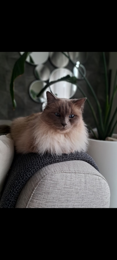 Heb jij Ralphie, Florrie of Charlie gezien? Deze negen huisdieren worden in Zwolle vermist