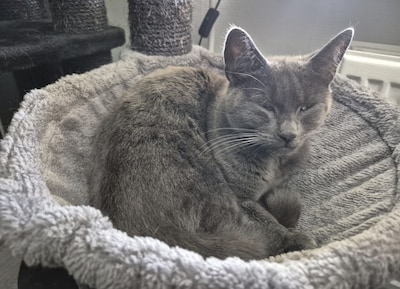 Heb jij Noortje gezien? Dit huisdier wordt in Putten vermist