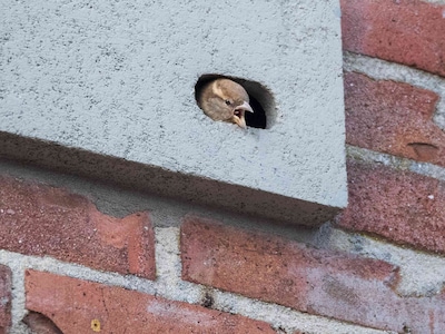 Nieuwe dakkapel of grote uitbouw? Dan moet daar sinds kort óók bijvoorbeeld een nestkast of vleermui