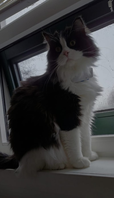 Heb jij Geen of Pszemek gezien? Deze twee huisdieren worden in Rijssen-Holten vermist