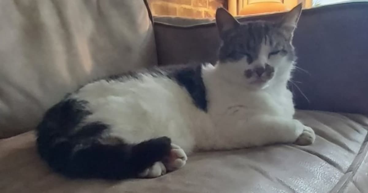 Heb jij Guus gezien? Dit huisdier wordt in Ermelo vermist