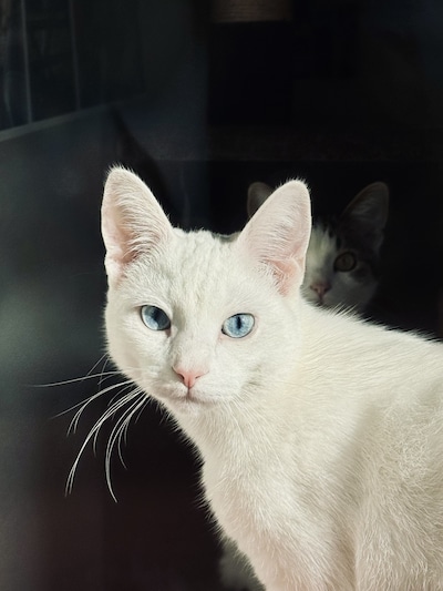 Heb jij Chanel gezien? Dit huisdier wordt in Putten vermist