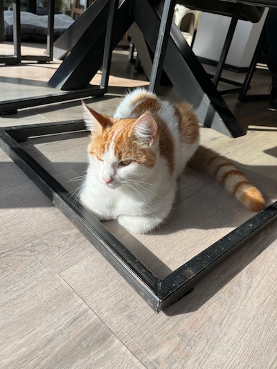 Heb jij Sky gezien? Dit huisdier wordt in Putten vermist