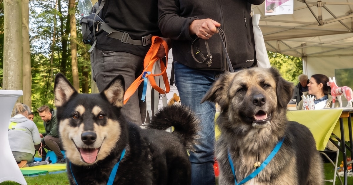 Honden wandelen voor soortgenoten in Ewijk