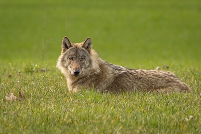 Provincie Overijssel opent opnieuw subsidie voor bescherming hoefdieren tegen wolf