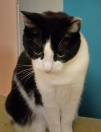 Heb jij Shiney of Boris gezien? Deze twee huisdieren worden in Steenwijkerland vermist