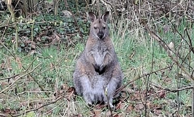Bijzondere gast had het heerlijk naar zijn zin in tuin Putten, maar groot avontuur is nu tóch voorbi