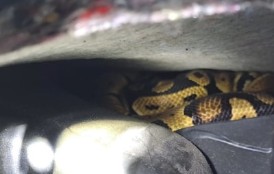 Ontsnapte python verstopt zich in het dashboard en wil er niet uit