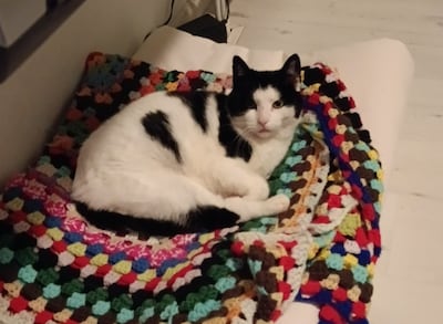 Heb jij Nicky of Gato gezien? Deze twee huisdieren worden in Putten vermist