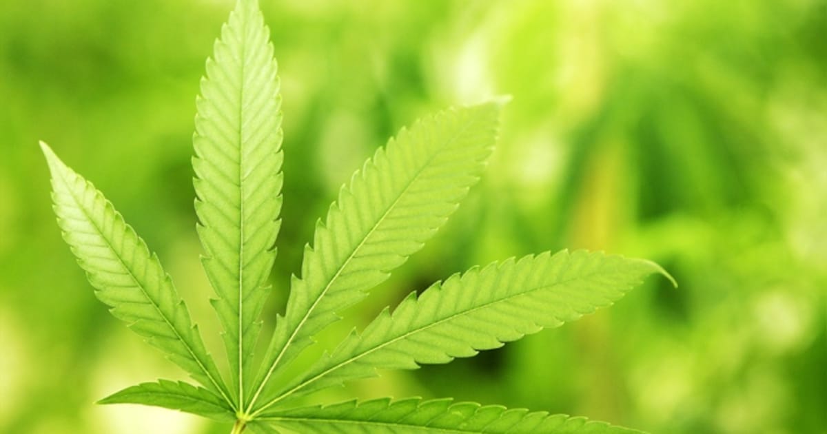 Hennepkwekerij aan Frans Halsstraat