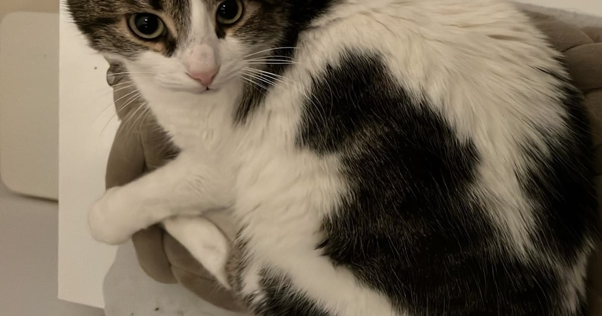 Heb jij Peanut gezien? Dit huisdier wordt in Raalte vermist