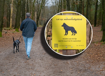 Politiek Utrecht wil overleg over aanlijnplicht in wolvengebied rond Leusderheide