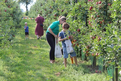 Fruitbedrijf Horstink houdt plukdagen in Steenderen