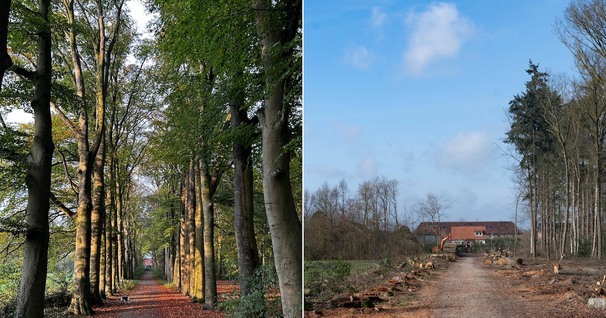 Tientallen bomen ineens verdwenen op dit landgoed: ‘Niet om aan te zien’