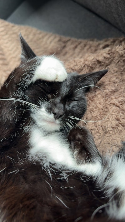 Heb jij Freekie, Jimmy of Lottie gezien? Deze drie huisdieren worden in Kampen vermist