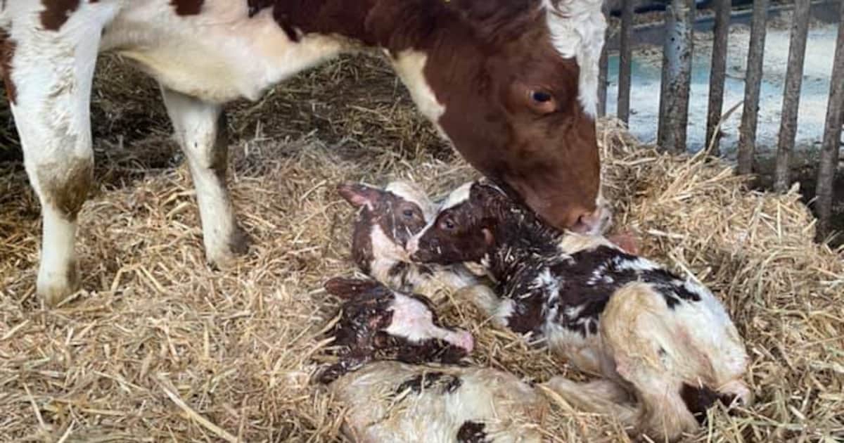 Jonge koe Jannie zorgt voor zeldzame verrassing op boerderij in Mariënheem