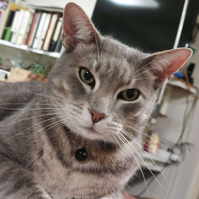 Heb jij Jimmy of Toby gezien? Deze twee huisdieren worden in Elburg vermist