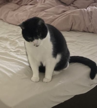 Heb jij Zorro gezien? Dit huisdier wordt in Putten vermist